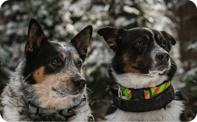 Zwei braun schwarze Hütehunde schauen in die Ferne