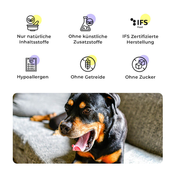 Rottweiler auf grauem Sofa neben Qualitätsmerkmalen des Big Buddies Trockenfutters für Molosser