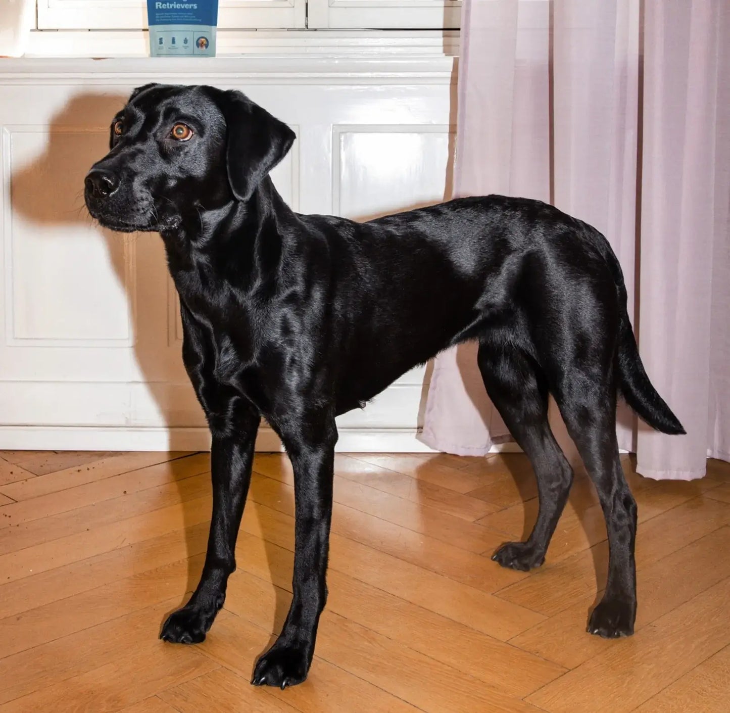 Retriever