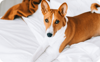 Hund liegt auf einem Bett und schaut in die Kamera