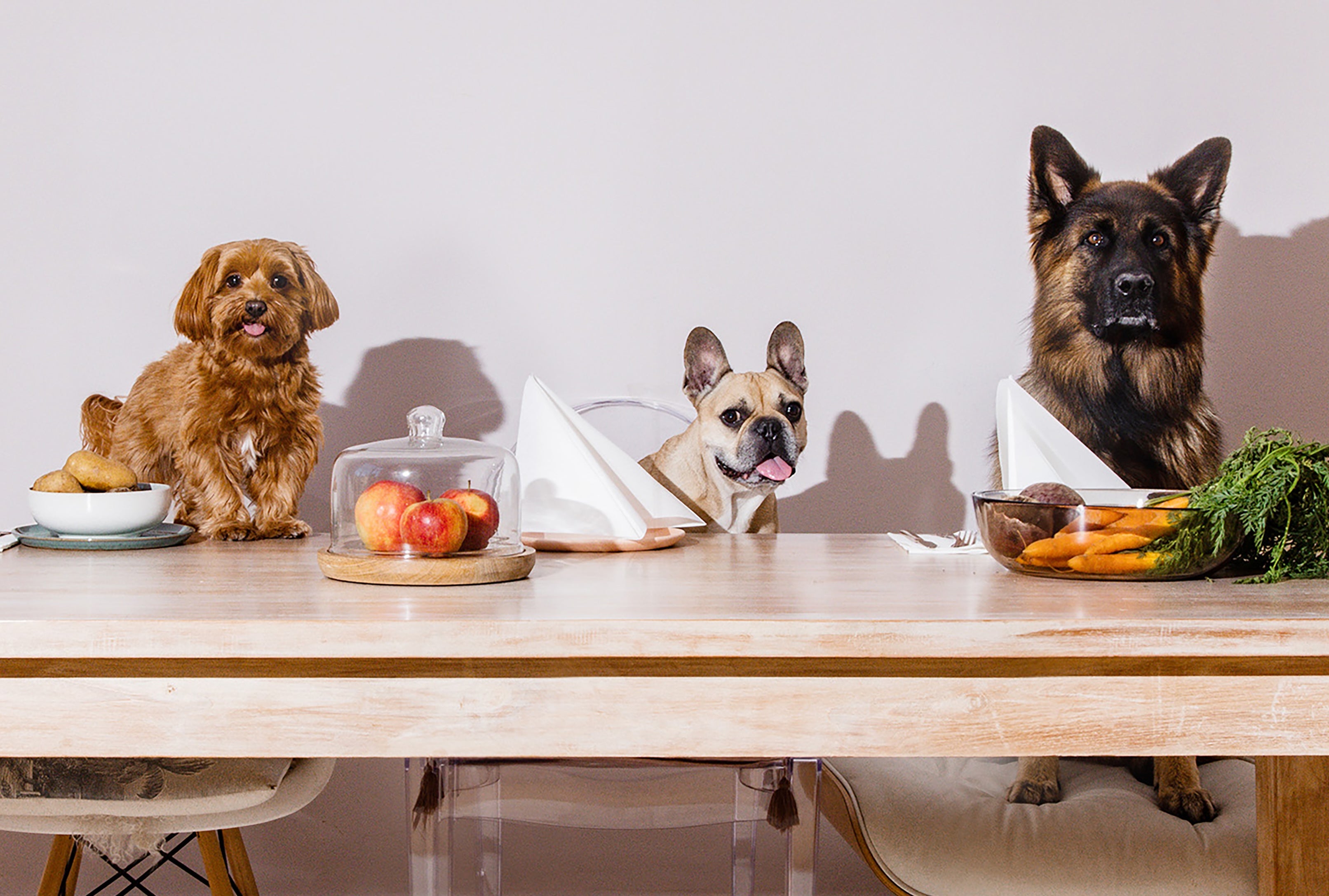 Diabetes beim Hund: Symptome, Behandlung & Ernährung 2025 – HEY HOLY
