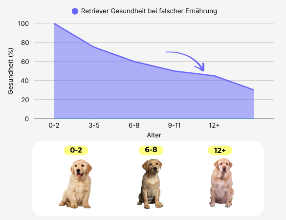 Statistik über Retriever Gesundheit bei falscher Ernährung