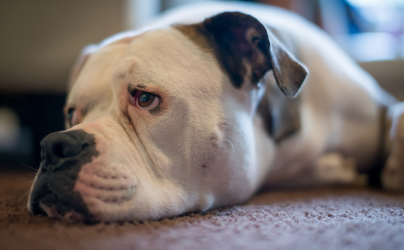 Traurige Bulldogge liegt auf dem Boden