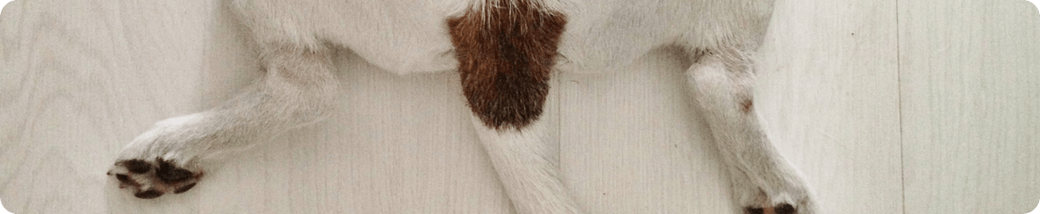 Hund rutscht mit Hinterteil über den Boden