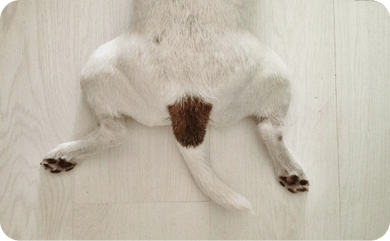 Hund rutscht mit Hinterteil über den Boden