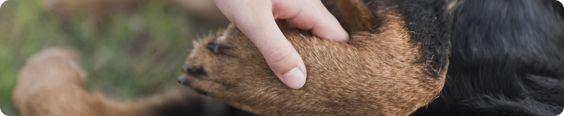 Hand hält Hundepfote