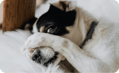 Hund hält sich die Pfoten vor das Gesicht