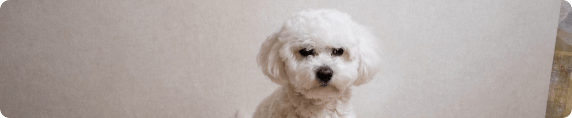 Blasenentzündung beim Hund