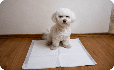 Blasenentzündung beim Hund