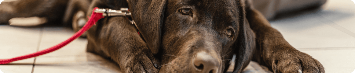 Hund mit Cushing Syndrom liegt angeleint auf dem Boden