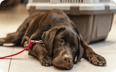 Hund mit Cushing Syndrom liegt angeleint auf dem Boden