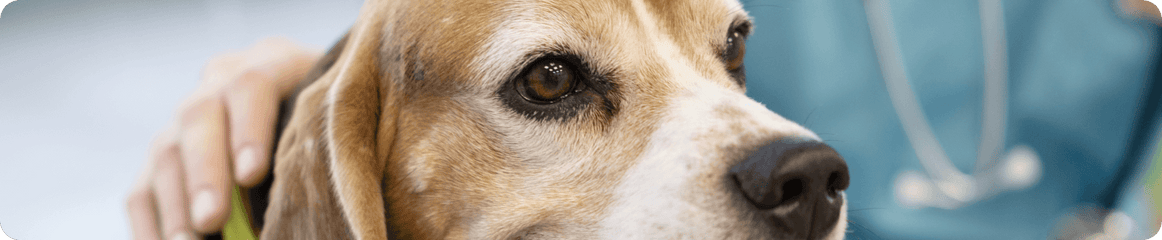 Hund sitzt beim Tierarzt und sieht krank aus
