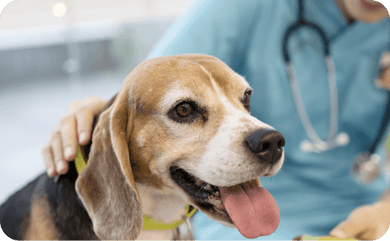 Hund sitzt beim Tierarzt und sieht krank aus