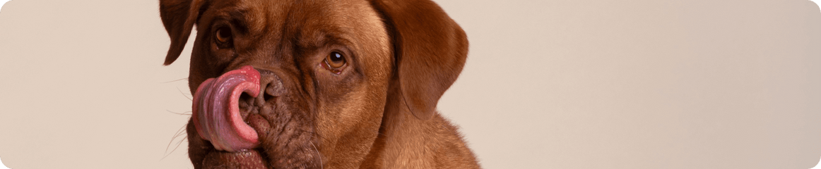 Brauner Hund schleckt sich selbst über die Nase