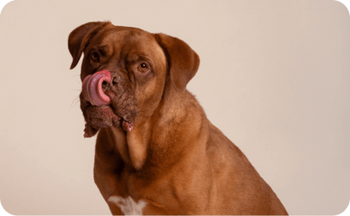 Brauner Hund schleckt sich selbst über die Nase