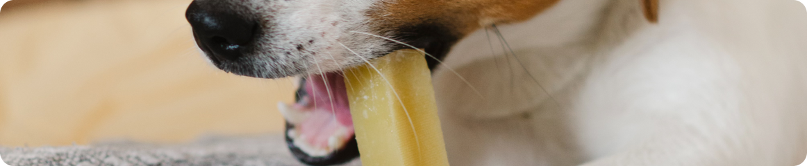 Dürfen Hunde Käse essen