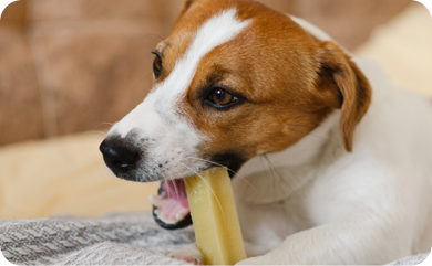 Dürfen Hunde Käse essen