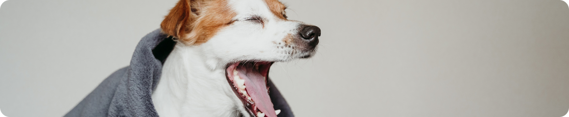 Hund der hustet