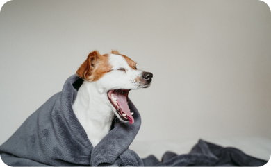 Hund der hustet