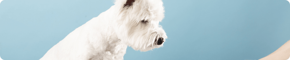 Weißer Hund sitzt vor einem Hundehaufen