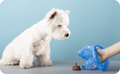 Weißer Hund sitzt vor einem Hundehaufen