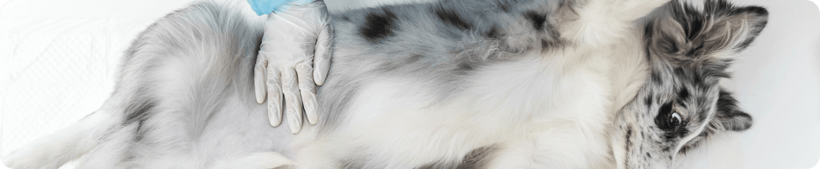 Magendrehung beim Hund