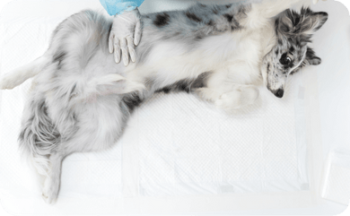 Magendrehung beim Hund