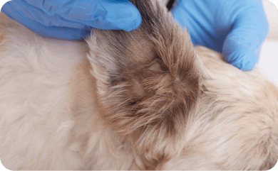 Tierarzt schaut in das Ohr von einem Hund