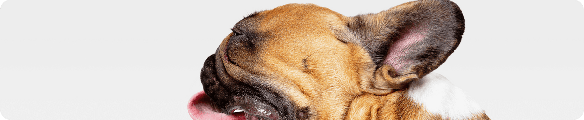 Rückwärtsniesen beim Hund