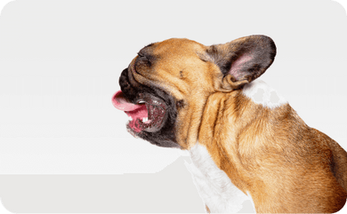 Rückwärtsniesen beim Hund