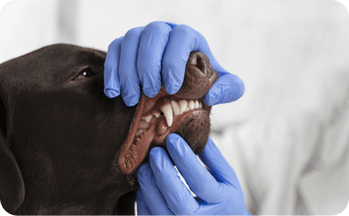 Nahaufnahme Gebiss eines Hundes