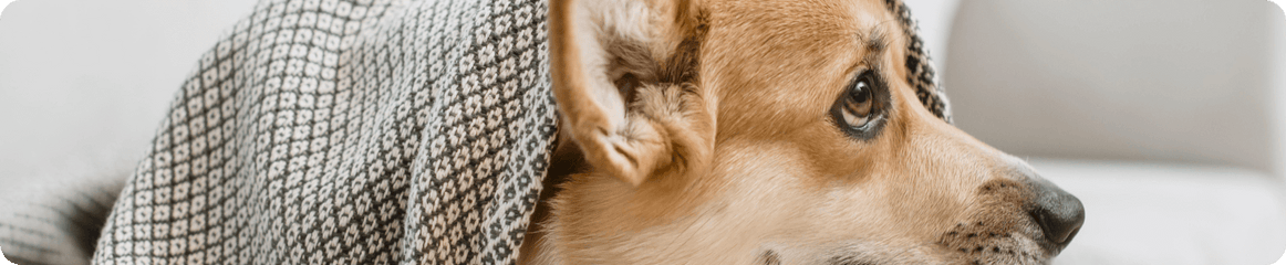 Hund zittert