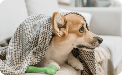 Hund zittert
