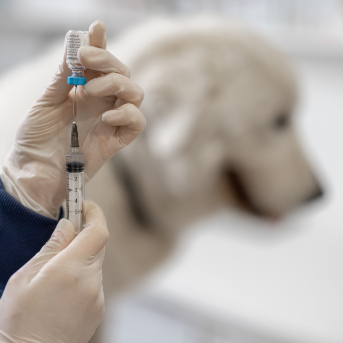 Impfungen Hund