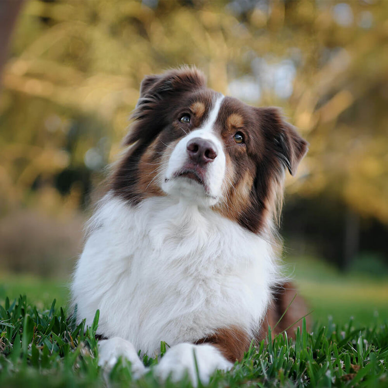 Australian Shepherd
