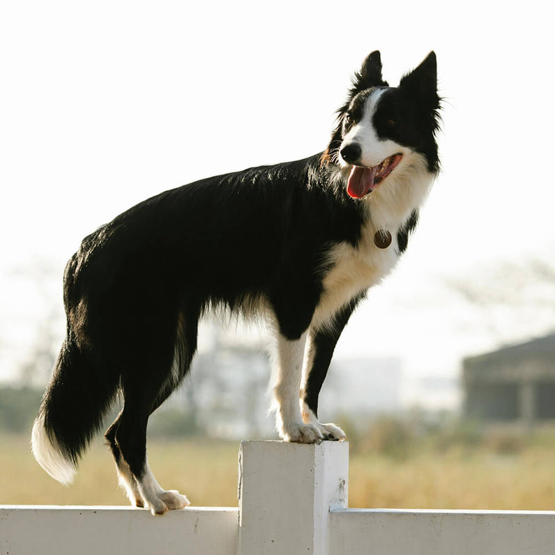 Border Collie