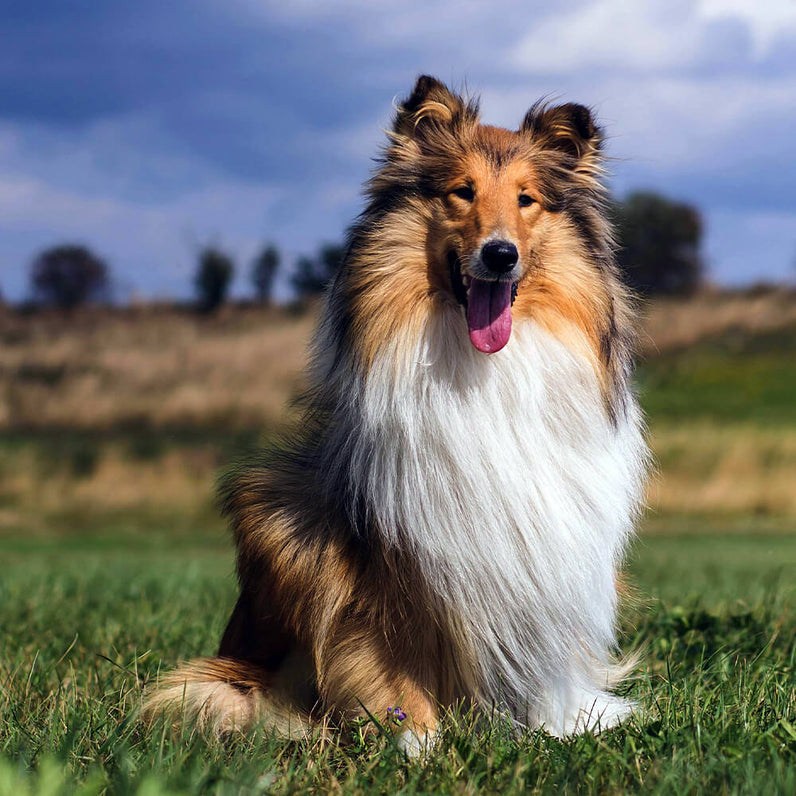 Collie