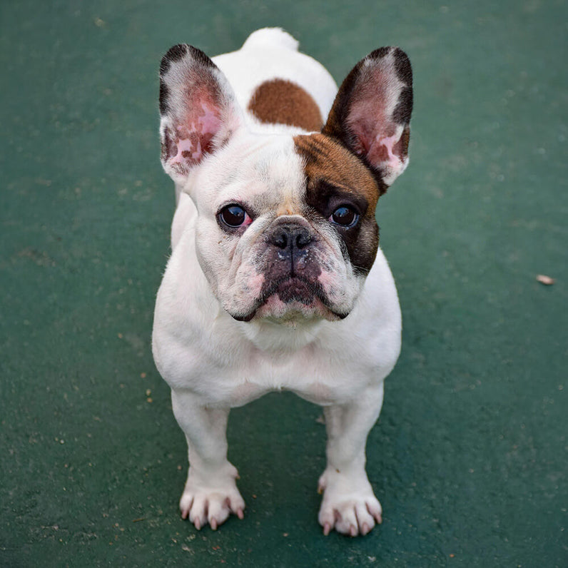 Französische Bulldogge