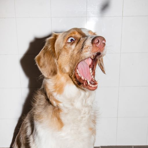 Mundgeruch beim Hund