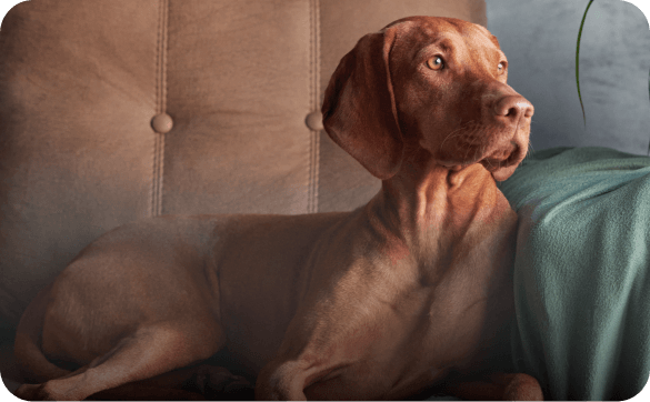 Platinum Hundefutter Alternative