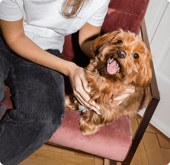 Frischfutter für Hunde: Was ist das?