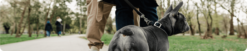 Französische Bulldogge spaziert mit ihrem Halter durch den Park