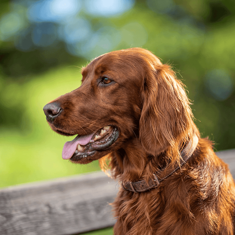 Irish (Roter) Setter