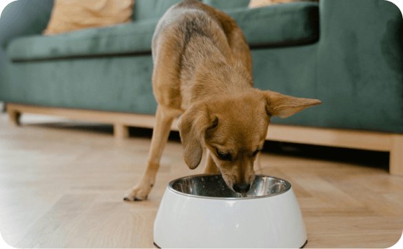 Josera Alternative 2026: was zu deinem Hund passt