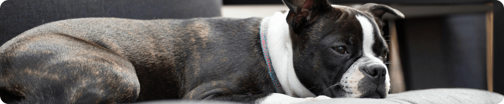 Englische Bulldogge liegt entspannt auf einem Sofa