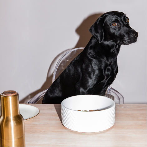HEY HOLY Ravishing Retriever