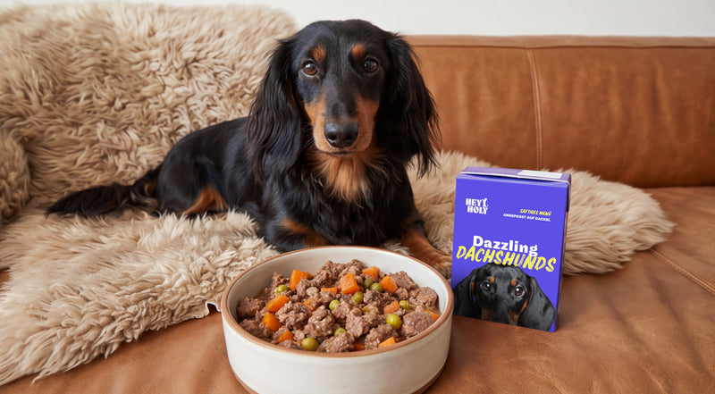 Frisch-Napf mit begeistertem Hund