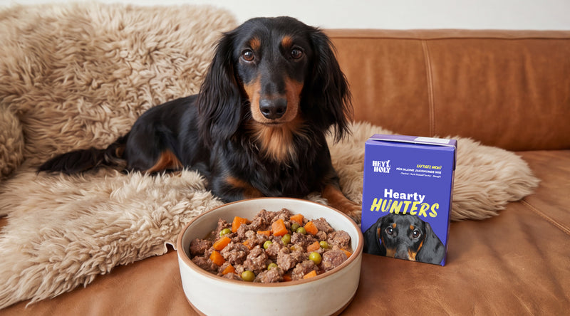 Frisch-Napf mit begeistertem Hund