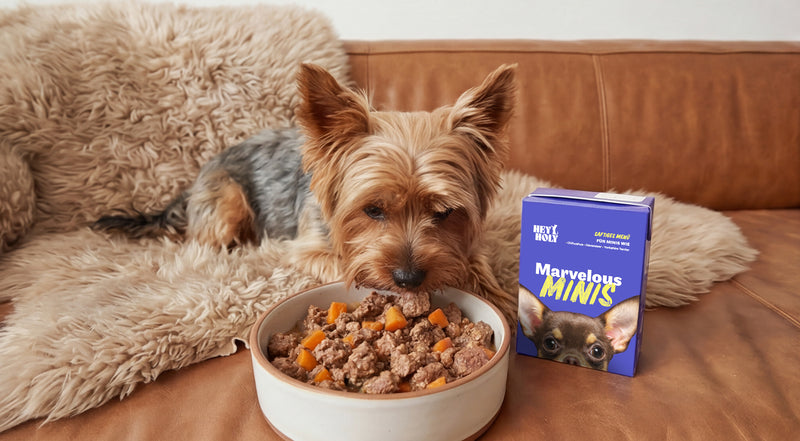 Frisch-Napf mit begeistertem Hund