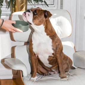 Braun-weiße Bulldogge sitzt auf einem Sessel und Frauchen hält ihr einen Napf vor die Nase